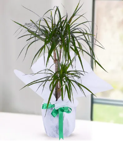 2 Köklü Marginata Dracena