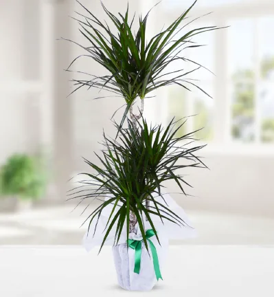 3 Köklü Dracena Marginata