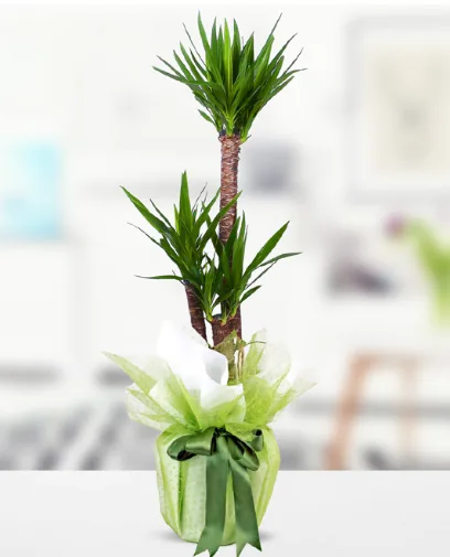 3'lü Yucca Çiçeği