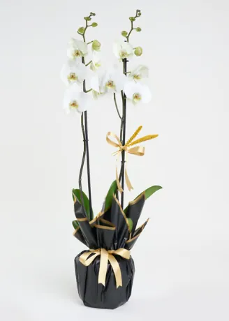 Beyaz Polimer Saksıda Çiftli Beyaz Phalaenopsis Orkide