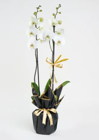 Double-Stem White Phalaenopsis Orchid in White Pot