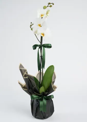 Beyaz Polimer Saksıda Tekli Beyaz Phalaenopsis Orkide