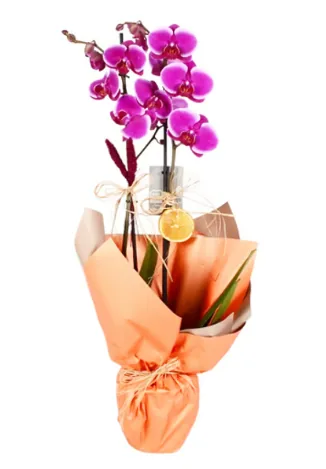 Double-Stem Purple "Love" Orchid