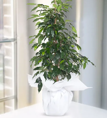 Ficus Benjamin