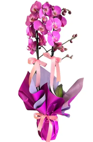 Double-Stem Purple Orchid in Purple Paper Wrap