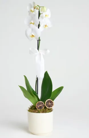 Single-Stem Phalaenopsis Orchid