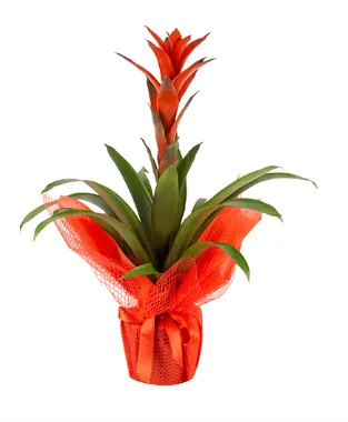 Red Guzmania in Pot