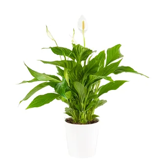 Peace Lily (Spathiphyllum) in Pot