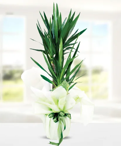 Yucca, 2 Stems