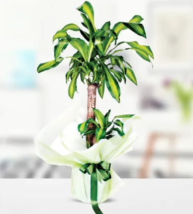 Yucca Massengena 2 Köklü